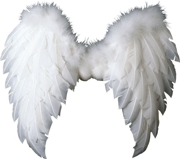 翅膀 PNG免抠图透明素材 16设计网编号:103472
