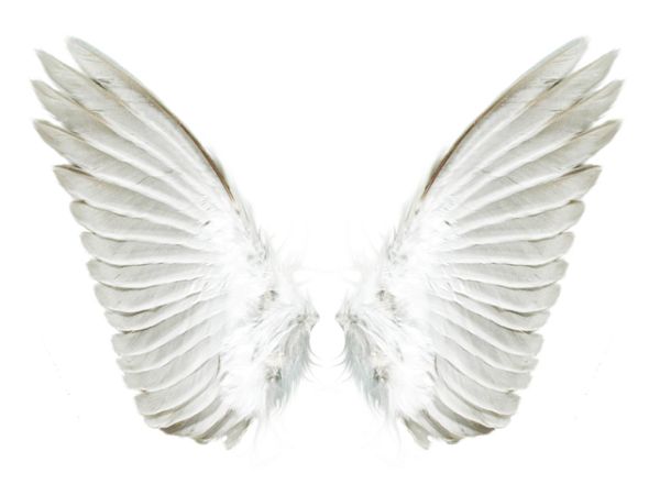 白色天使翅膀 PNG透明背景免抠图元素 16图库网编号:21789