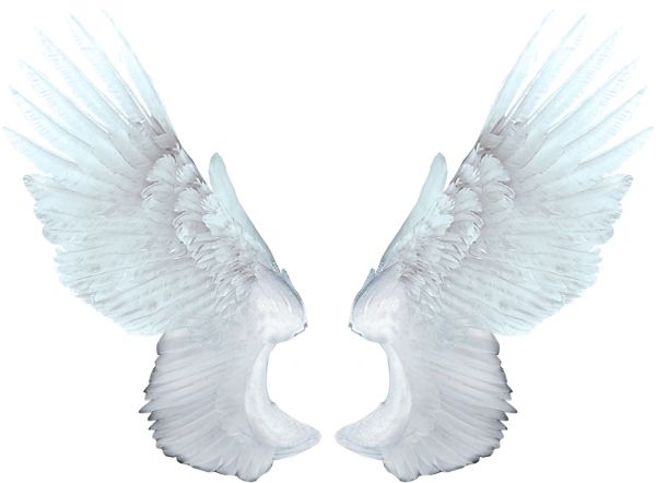 白色天使翅膀 PNG免抠图透明素材 16设计网编号:21790