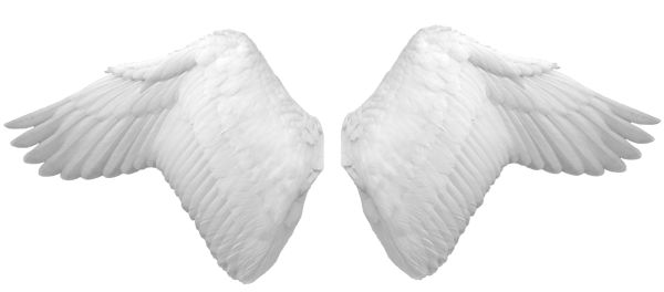 翅膀 PNG免抠图透明素材 普贤居素材编号:21791