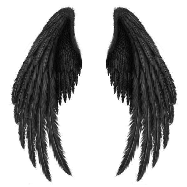 黑色翅膀 PNG免抠图透明素材 16设计网编号:21792
