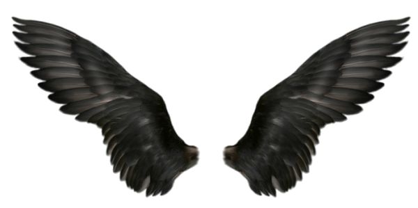 翅膀 PNG免抠图透明素材 普贤居素材编号:21794