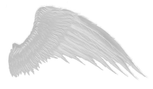 翅膀 PNG透明背景免抠图元素 16图库网编号:21797