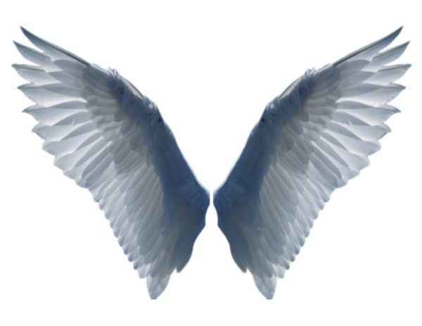 翅膀 PNG透明背景免抠图元素 16图库网编号:21802
