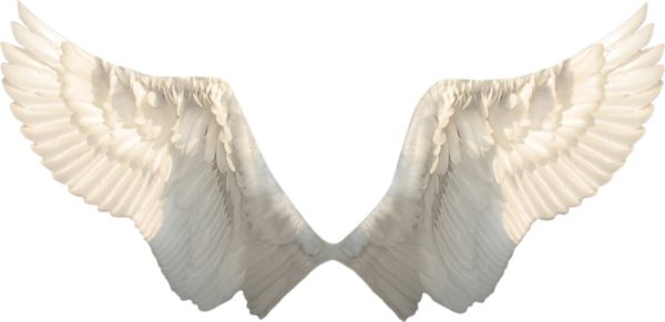 翅膀 PNG免抠图透明素材 16设计网编号:21807