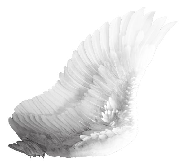 翅膀 PNG免抠图透明素材 16设计网编号:21809