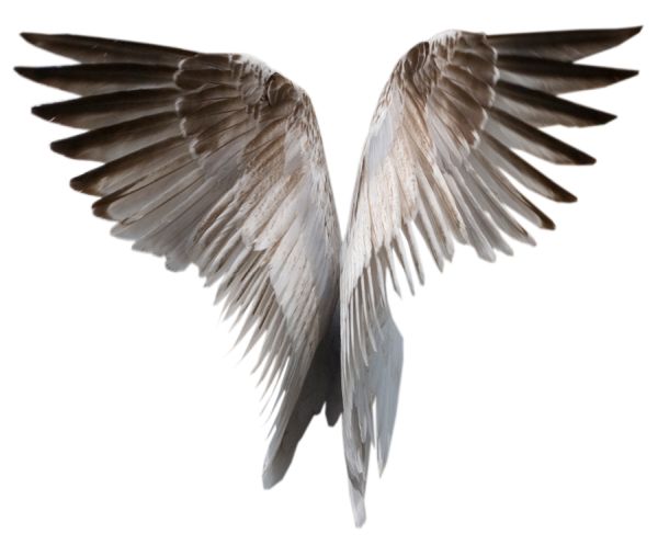 翅膀 PNG免抠图透明素材 16设计网编号:21818