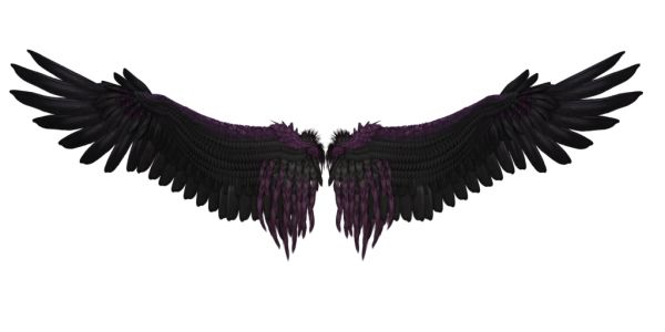 黑色翅膀 PNG免抠图透明素材 16设计网编号:21822