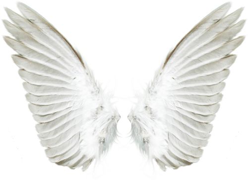 白色的翅膀 PNG免抠图透明素材 普贤居素材编号:21825
