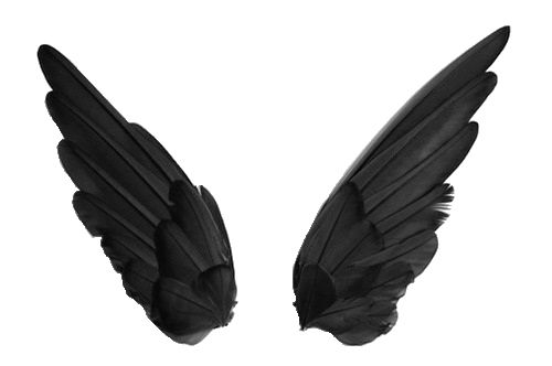 翅膀 PNG免抠图透明素材 16设计网编号:21829