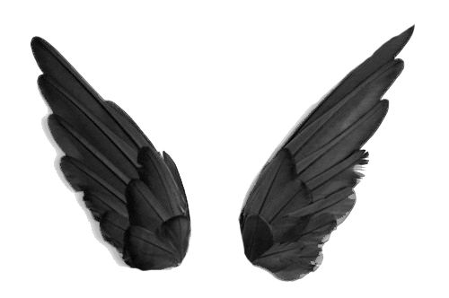 黑色翅膀 PNG免抠图透明素材 16设计网编号:21830