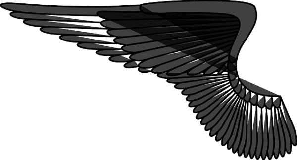 翅膀 PNG透明背景免抠图元素 16图库网编号:21833