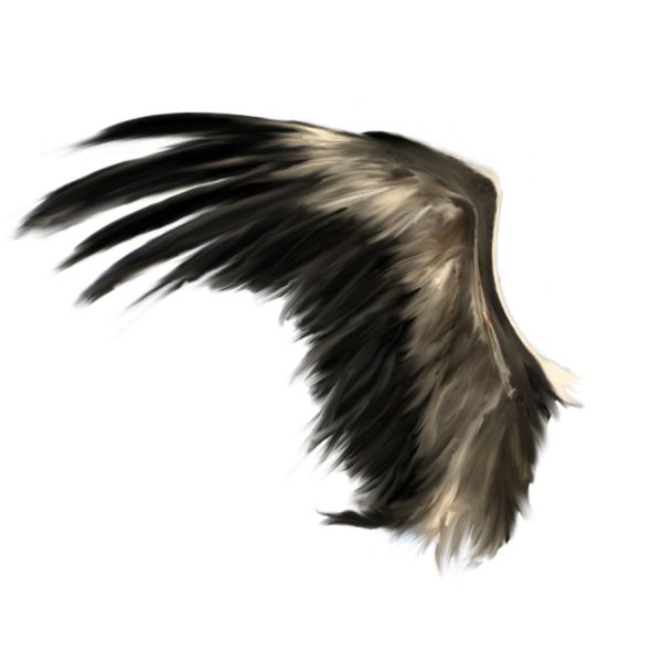 翅膀 PNG免抠图透明素材 16设计网编号:21836
