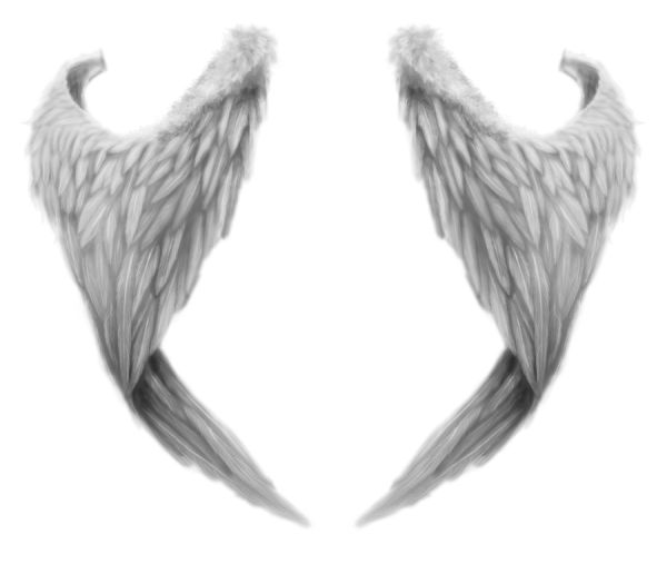 白色的翅膀 PNG免抠图透明素材 普贤居素材编号:21837