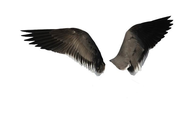 翅膀 PNG免抠图透明素材 16设计网编号:21782
