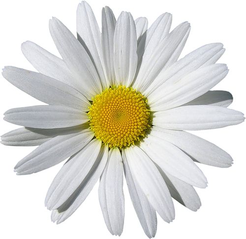 甘菊PNG图片，免费花卉图片 图片编号