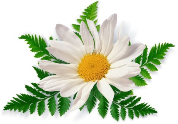 甘菊PNG图片，免费花卉图片 图片编号:672