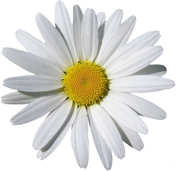 甘菊PNG图片，免费花卉图片 图片编号:673