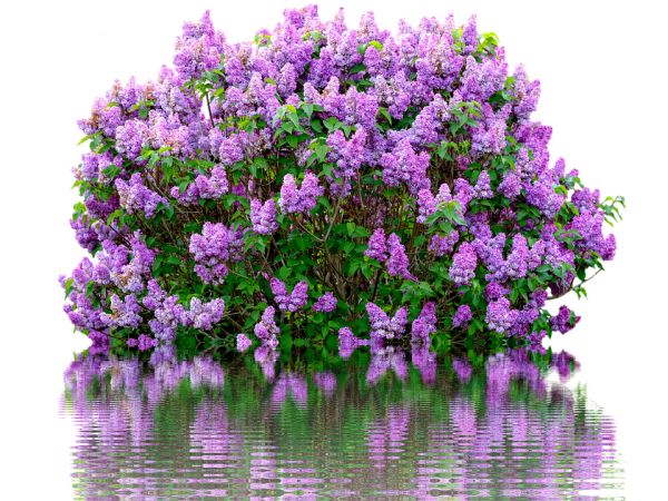 紫丁香 PNG透明背景免抠图元素 16图库网编号:85088