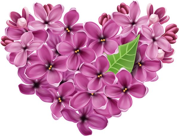 紫丁香 PNG免抠图透明素材 16设计网编号:85099