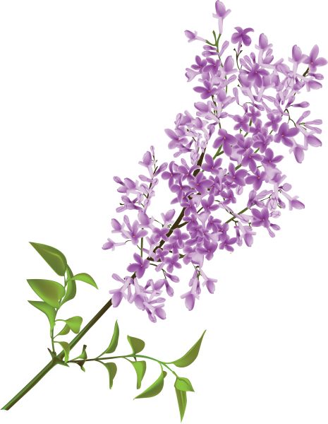 紫丁香 PNG免抠图透明素材 16设计