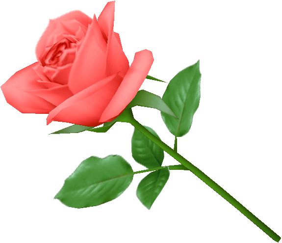 粉红玫瑰png图片，免费图片下载 图片编号:650