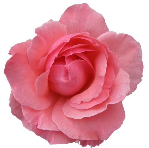 粉红玫瑰png图片，免费图片下载 图片编号:653