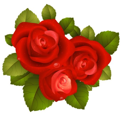 玫瑰 PNG透明背景免抠图元素 16图库网编号:66716