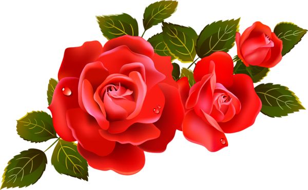 玫瑰 PNG免抠图透明素材 素材天下编号:66806