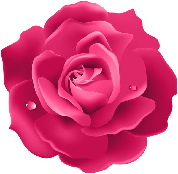 玫瑰 PNG免抠图透明素材 16设计网编号:66829