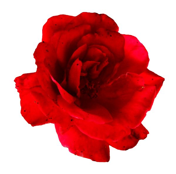 玫瑰 PNG免抠图透明素材 素材天下编号:66845