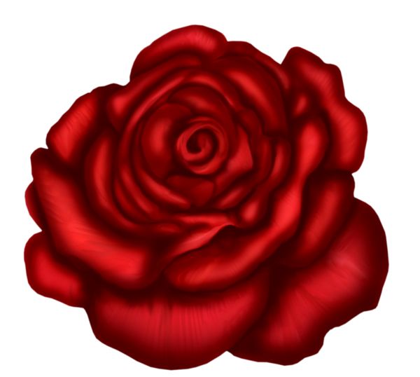 玫瑰 PNG免抠图透明素材 16设计网编号:66854