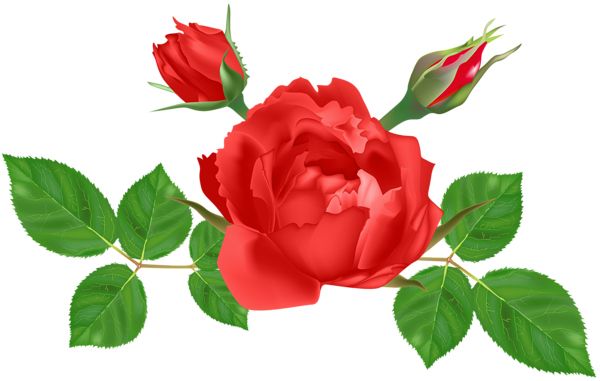 玫瑰 PNG透明背景免抠图元素 16图库网编号:66868