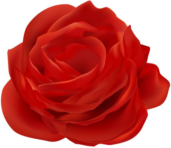 玫瑰 PNG免抠图透明素材 16设计网编号:66872