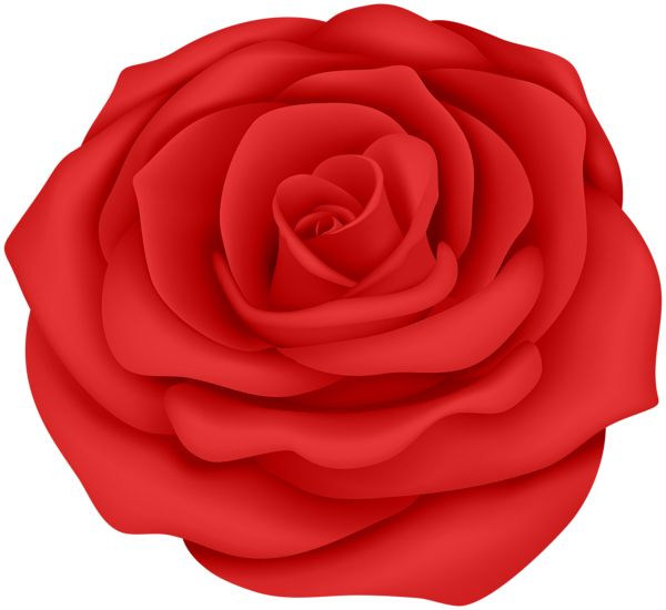 玫瑰 PNG免抠图透明素材 素材天下编号:66875