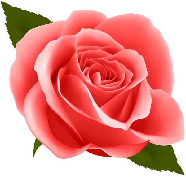玫瑰 PNG透明背景免抠图元素 16图库网编号:66884
