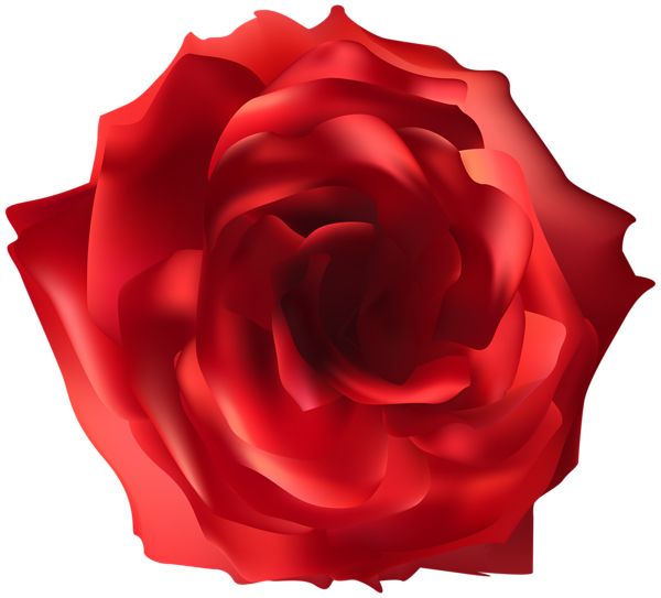 玫瑰 PNG免抠图透明素材 16设计网编号:66885