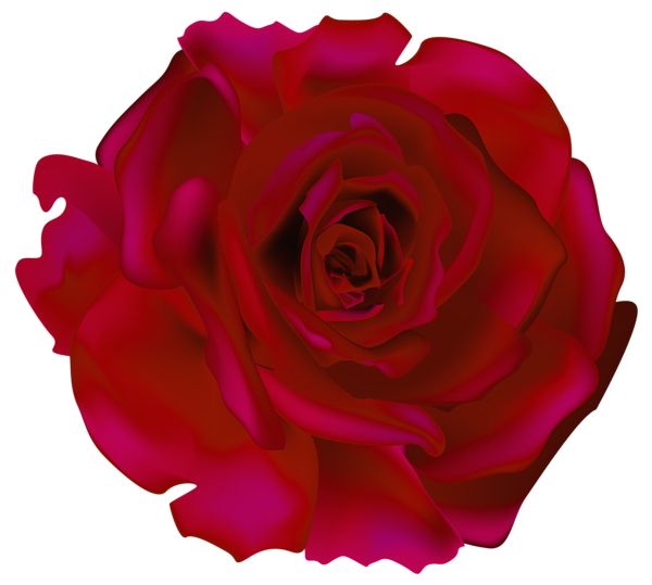 玫瑰 PNG免抠图透明素材 16设计网编号:66913
