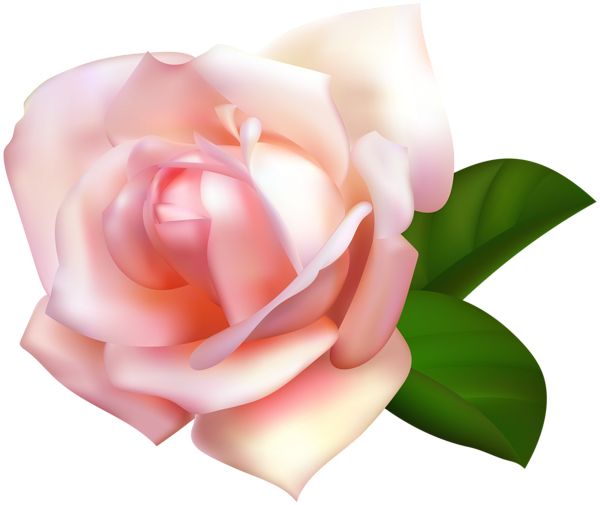玫瑰 PNG透明背景免抠图元素 16图库网编号:66954