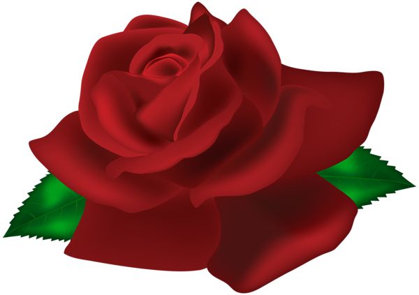 玫瑰 PNG免抠图透明素材 16设计网编号:66962