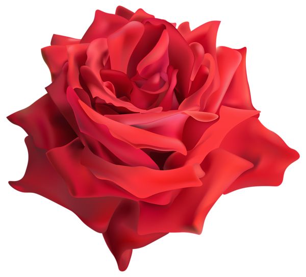 玫瑰 PNG免抠图透明素材 16设计网编号:66975