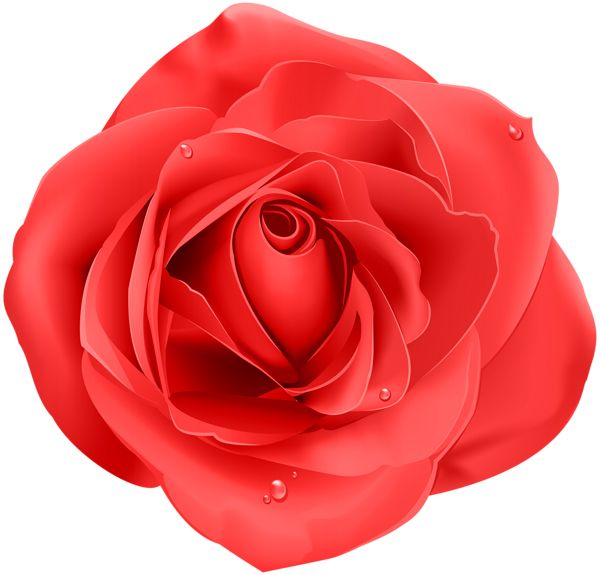 玫瑰 PNG免抠图透明素材 16设计网编号:66976