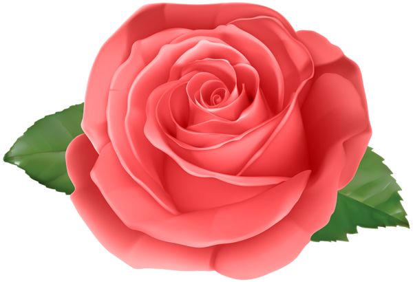 玫瑰 PNG透明背景免抠图元素 16图库网编号:66978