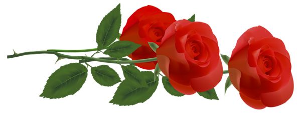 玫瑰 PNG免抠图透明素材 素材天下编号:67003