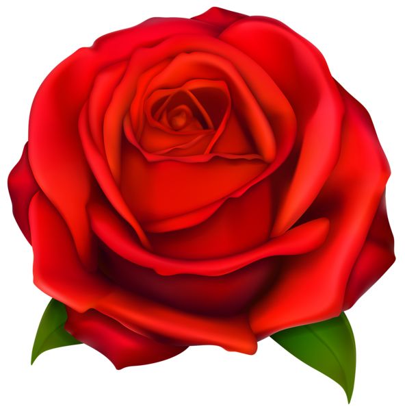 玫瑰 PNG透明背景免抠图元素 16图库网编号:67005