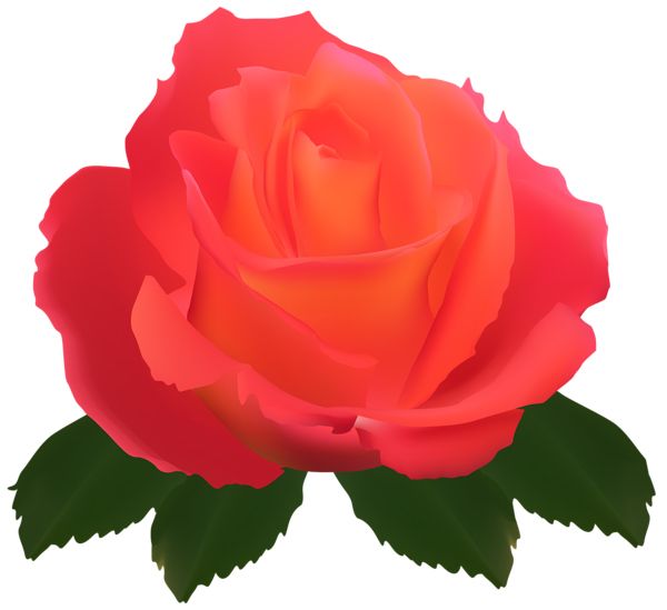 玫瑰 PNG免抠图透明素材 16设计网编号:67011