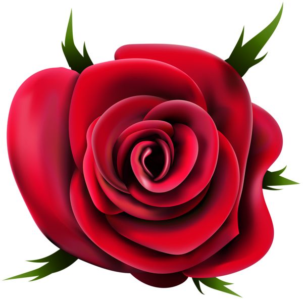 玫瑰 PNG免抠图透明素材 16设计网编号:67012