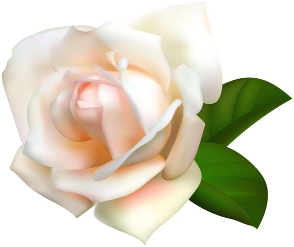 玫瑰 PNG免抠图透明素材 16设计网编号:67017
