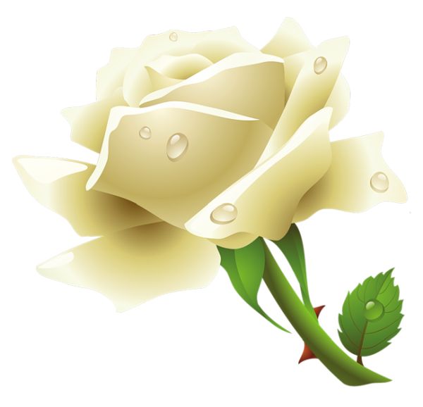 白玫瑰PNG图片,花朵白玫瑰PNG图片图片编号:2779