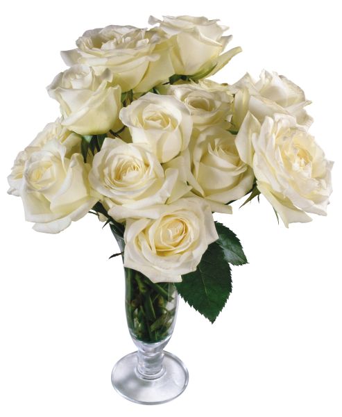 白玫瑰PNG图片,花朵白玫瑰PNG图片图片编号:2786
